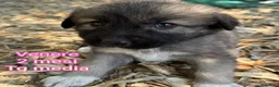 Meticcio cani in regalo: CUCCIOLI IN CERCA D'AMORE  a Provincia di Prato - Annuncio 7