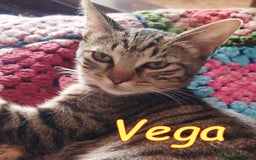 Europeo gatti in regalo: VEGA DOLCE GATTINA DI 4 MESI - Immagine 1