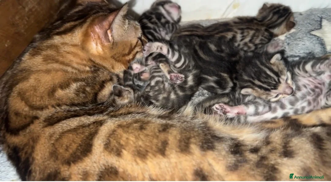 Bengala gatti in vendita: Bengal, con pedigree, anche da riproduzione  - Annuncio 2