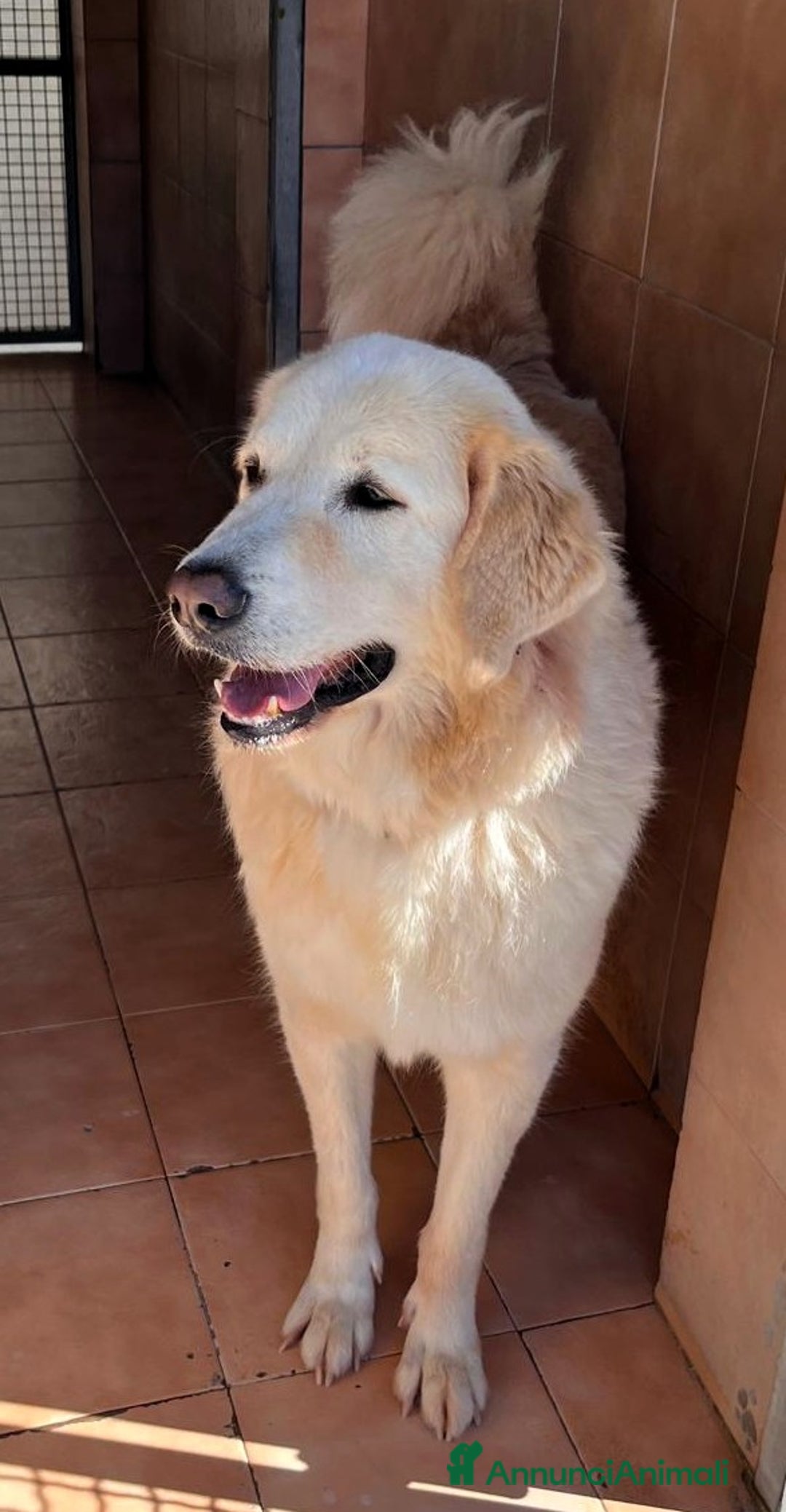 Meticcio cani in regalo: SALOMONE BELLISSIMO MAREMMANO - Annuncio 4