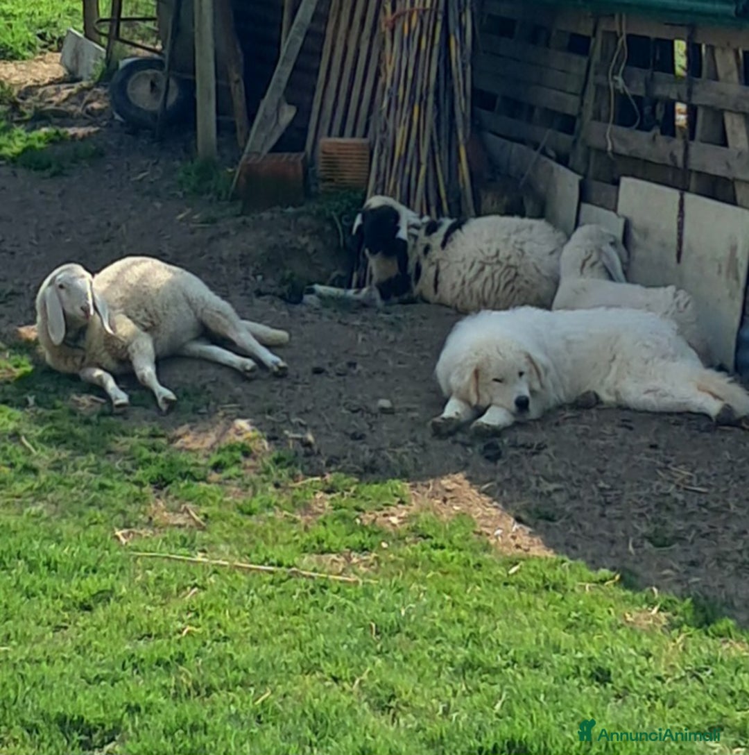 Pastore Maremmano cani in vendita: cuccioli e cuccioloni di pastore Maremmano Abruz. - Annuncio 3