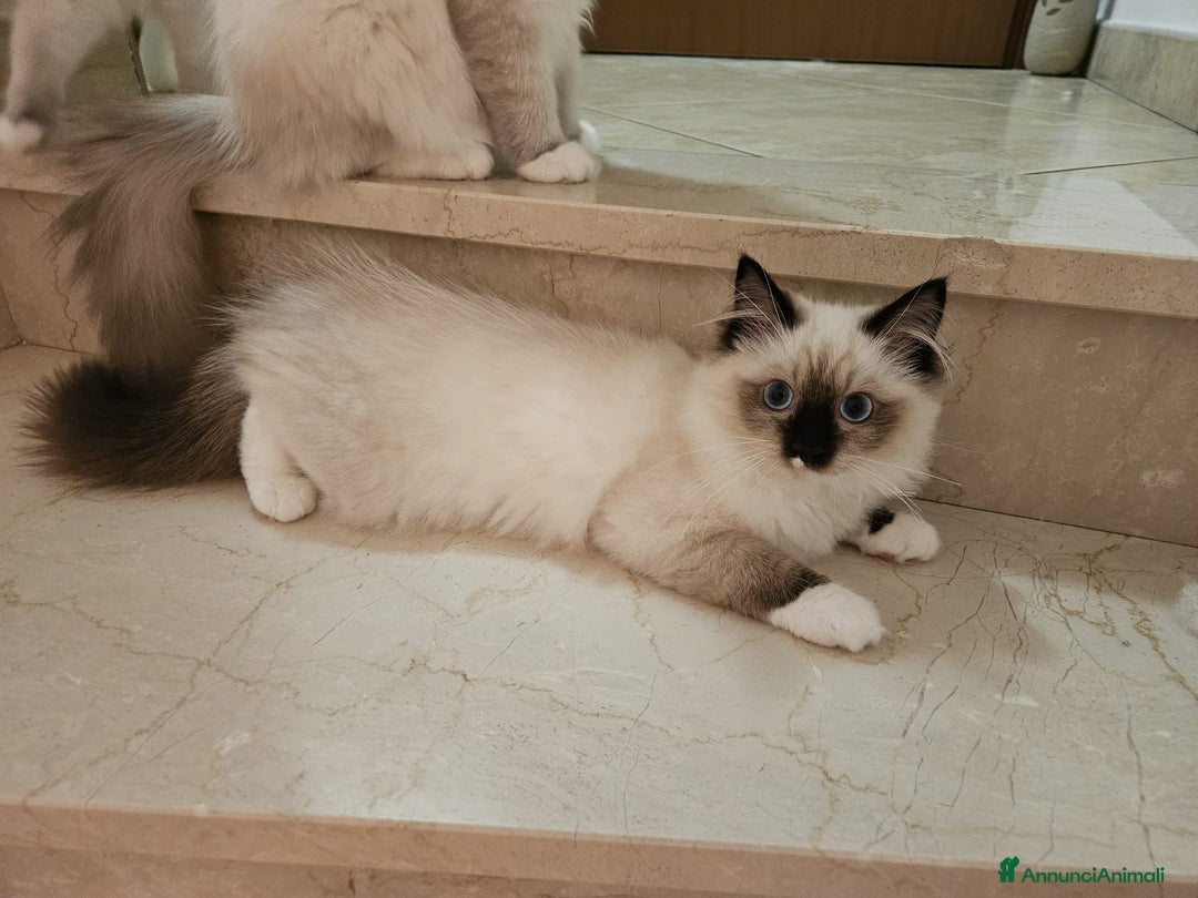 Ragdoll gatti in vendita: Ragdoll blu mitted a Provincia di Brescia - Immagine 15