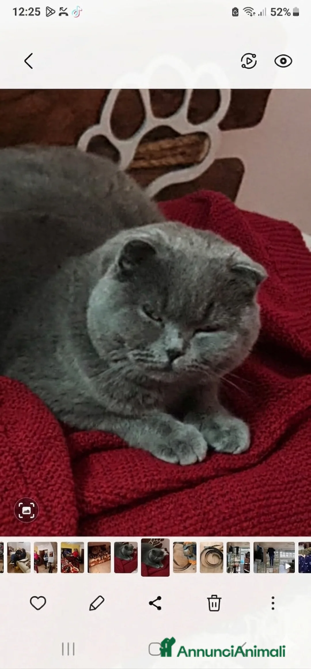 Scottish gatti in vendita: Cucciola Scottish Fold - Annuncio 5