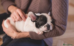 Bulldog Francese cani in vendita: Cucciolo Bulldog Francese da Allevamento Italiano  - Immagine 3