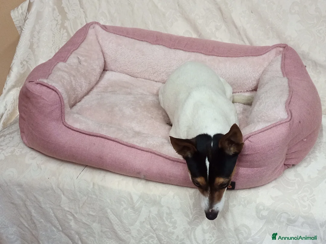 Jack Russell cani per accoppiamento: Kika cerca un compagno  a Provincia di Parma - Annuncio 7