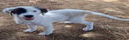 Meticcio cani in regalo: BRIE 🩷 CERCASI BRACCIA PER TANTE COCCOLE a Provincia di Prato - Annuncio 3