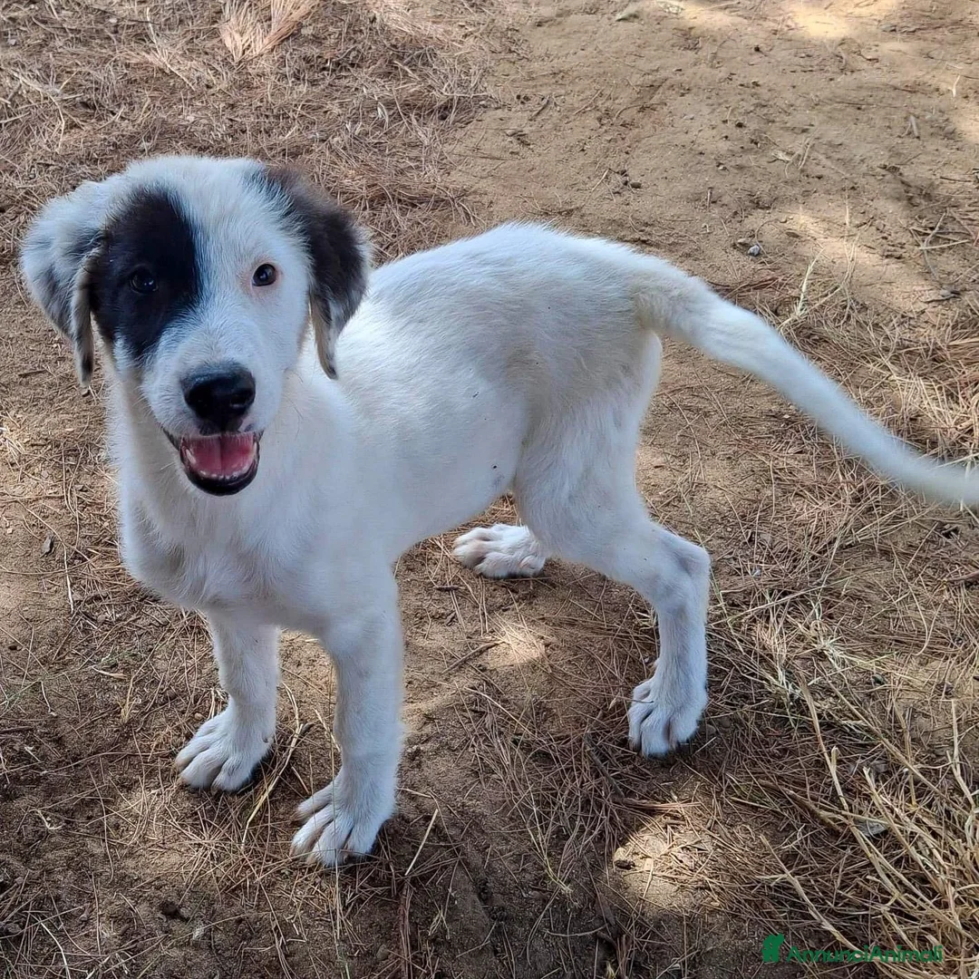Meticcio cani in regalo: BRIE 🩷 CERCASI BRACCIA PER TANTE COCCOLE a Provincia di Prato - Annuncio 3