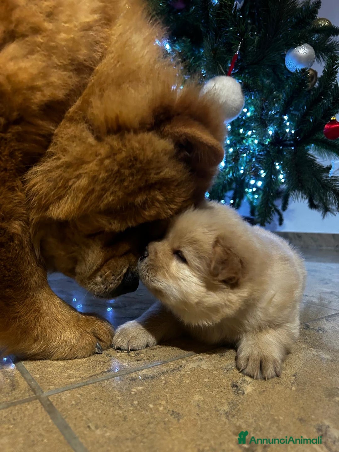Chow Chow cani in vendita: Cuccioli di Chow Chow  - Annuncio 6