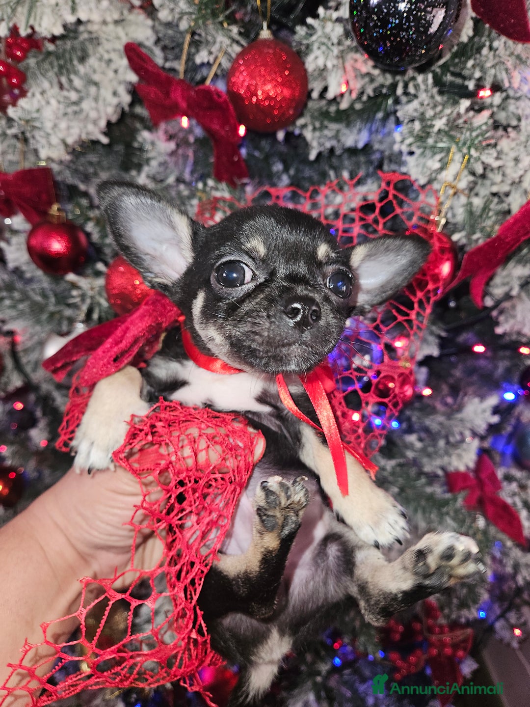 Chihuahua cani in vendita: Chihuahua toy maschera nera - Annuncio 8