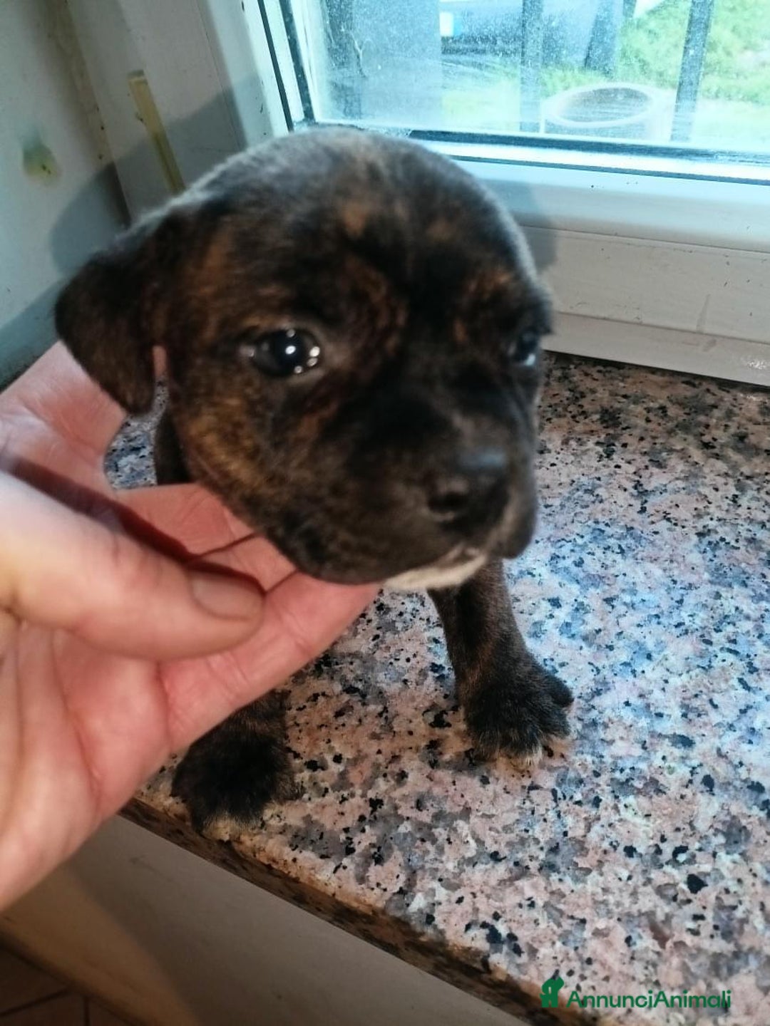 Staffordshire cani in vendita: Staffordshire bull terrier  - Annuncio 3