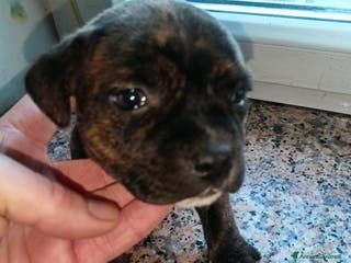 Staffordshire cani Staffordshire bull terrier - Annuncio 1