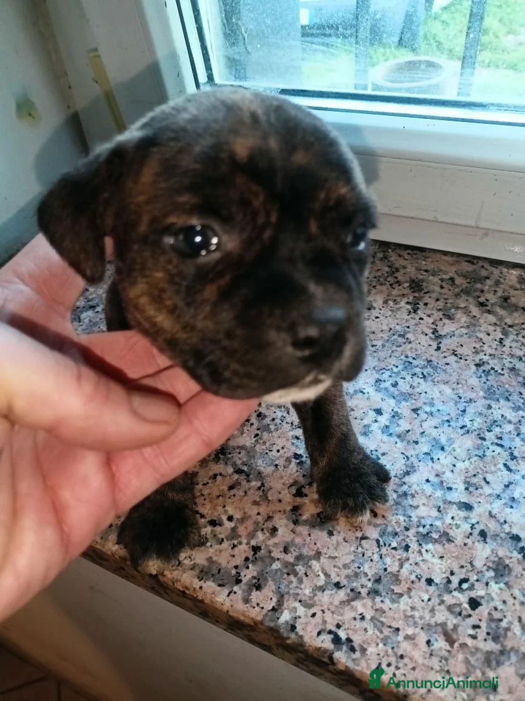 Staffordshire cani in vendita: Staffordshire bull terrier  - Annuncio 1