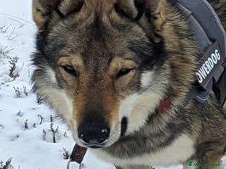 Lupo Cecoslovacco cani STALLONE - Annuncio 23