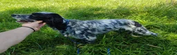 Setter Inglese cani in vendita: Setter inglese  a Provincia di Potenza - Annuncio 3