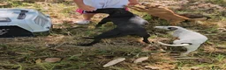 Meticcio cani in regalo: Gennarina: taglia contenuta, dolce e socievole  - Annuncio 8
