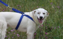 Altre razze cani in regalo: Nino in adozione - Immagine 3