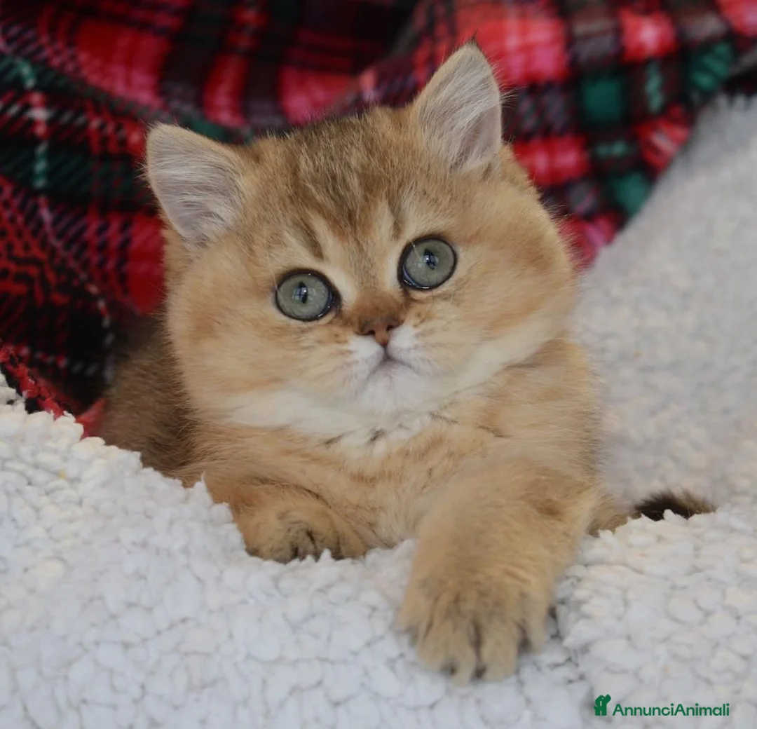 British gatti in vendita: Cuccioli di british shorthair golden  - Annuncio 2