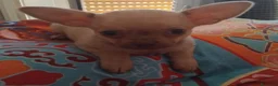 Chihuahua cani in vendita: Caramello - Annuncio 7