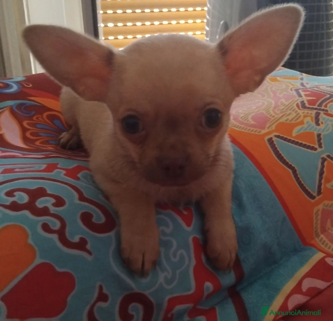 Chihuahua cani in vendita: Caramello - Annuncio 7