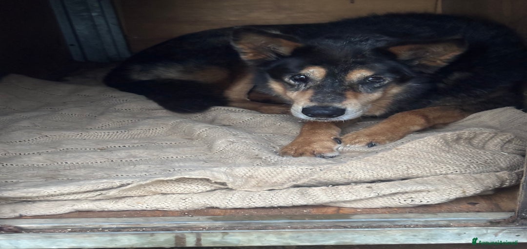 Immagine della galleria {{count}}