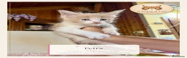 Petra - Maine Coon - Il Sogno Di Lola