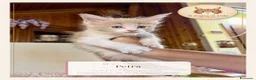 Maine Coon gatti in vendita: Cuccioli Maine Coon ANFI – Il Sogno di Lola - Annuncio 5