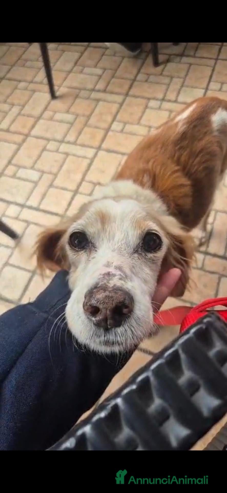 Breton cani Stella dolcissima Stella - Annuncio 5