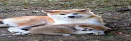 Akita Inu cani in vendita: ULTIME PRENOTAZIONI CUCCIOLI AKITA LOMBARDIA - Annuncio 6