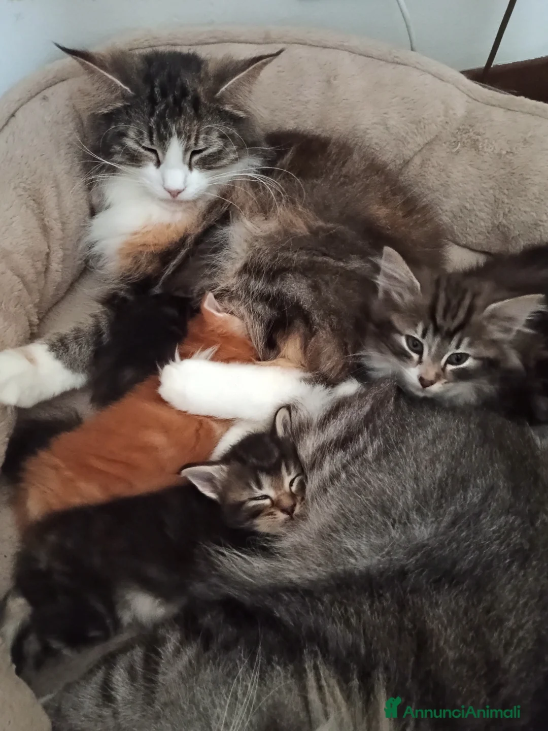 Norvegese gatti in vendita: Cuccioli norvegesi a Provincia di Vicenza - Annuncio 7