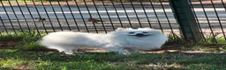 Spitz cani per accoppiamento: Cercasi femmina per cuccioli  - Annuncio 2