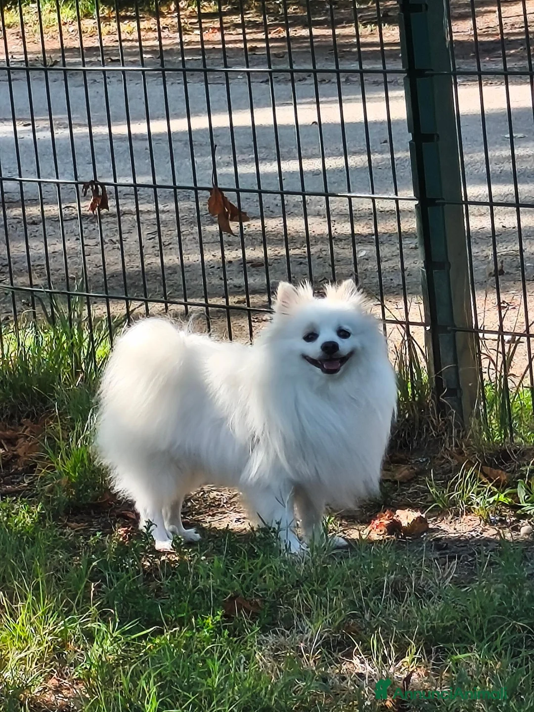 Spitz cani per accoppiamento: Cercasi femmina per cuccioli  - Annuncio 2