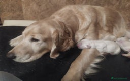 Golden Retriever cani in vendita: Golden retriever linea inglese a Provincia di Alessandria - Immagine 3