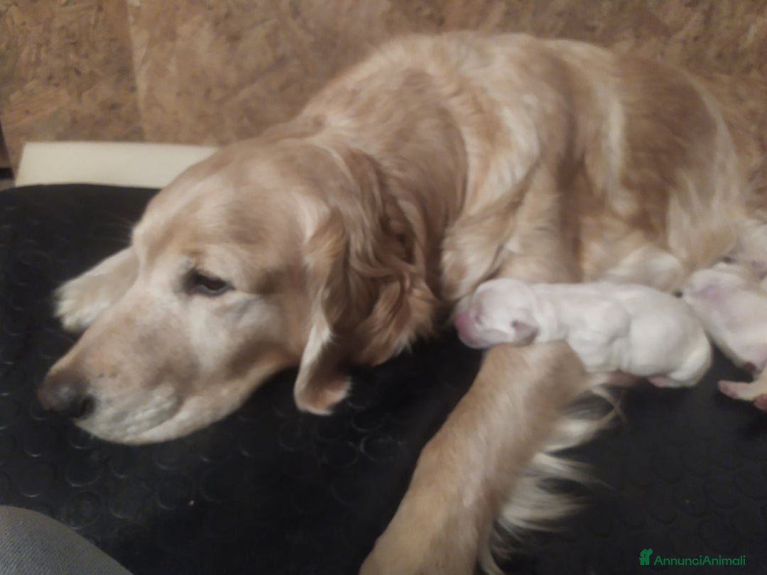 Golden Retriever cani in vendita: Golden retriever linea inglese a Provincia di Alessandria - Immagine 3