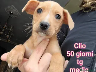 Meticcio cani CUCCIOLI TENERISSIMI SENZA CASA - Annuncio 37