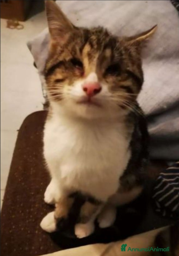 Europeo gatti Micio tigrato 1anno CIECO NESSUNO LO VUOLE!CATANIA a Città metropolitana di Milano - Annuncio 30