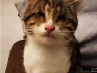 Europeo gatti Micio tigrato 1anno CIECO NESSUNO LO VUOLE!CATANIA a Città metropolitana di Milano - Annuncio 16