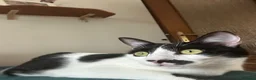 Europeo gatti in regalo: Regalo Gattina Europea - Annuncio 2