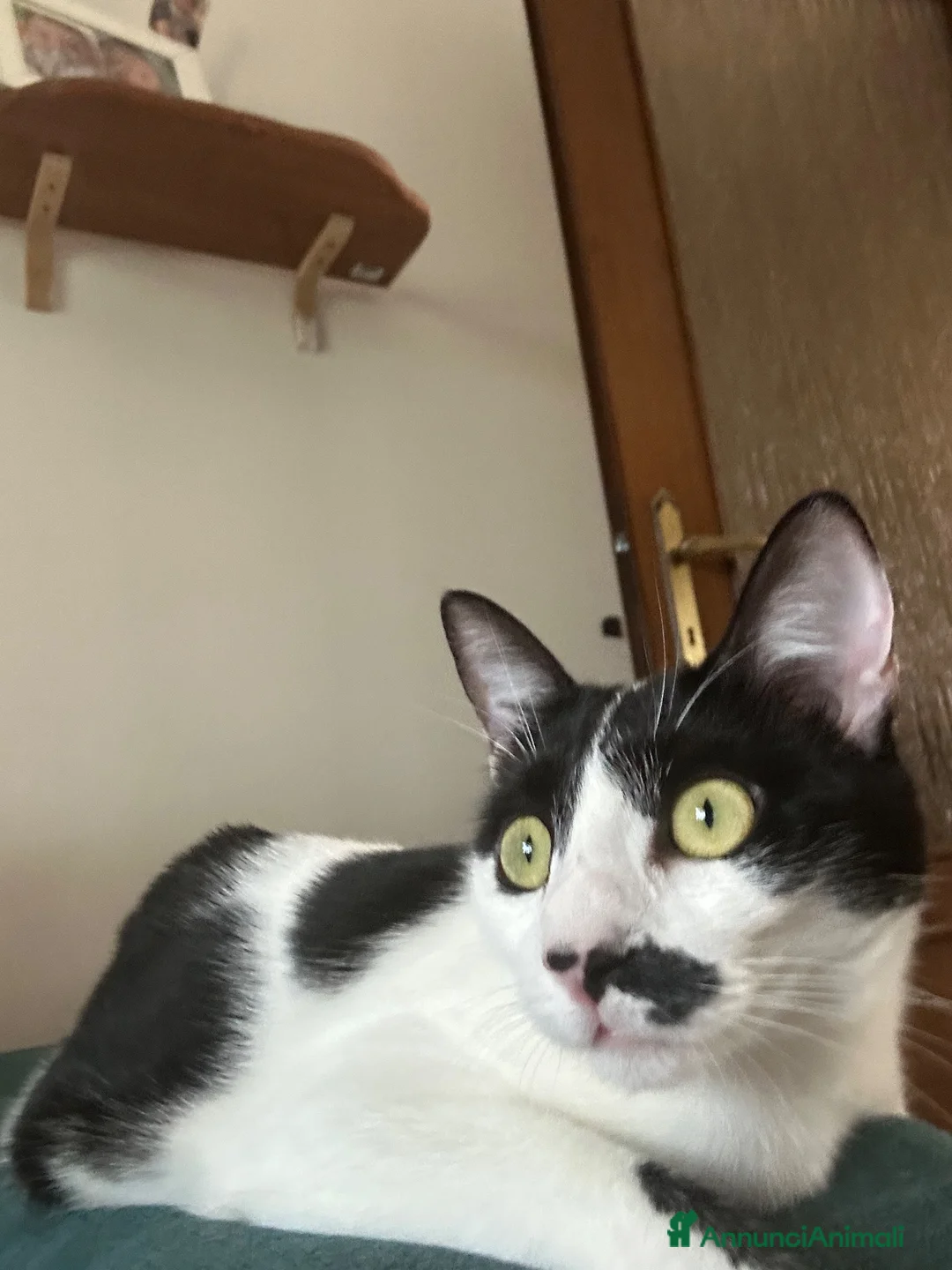 Europeo gatti in regalo: Regalo Gattina Europea - Annuncio 2