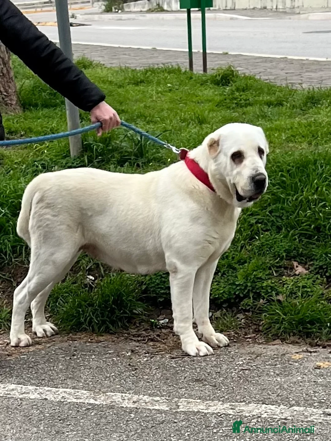 Pastore Asia Centrale cani in vendita: CUCCIOLI PASTORE DELL’ASIA CENTRALE a Provincia di Salerno - Annuncio 7
