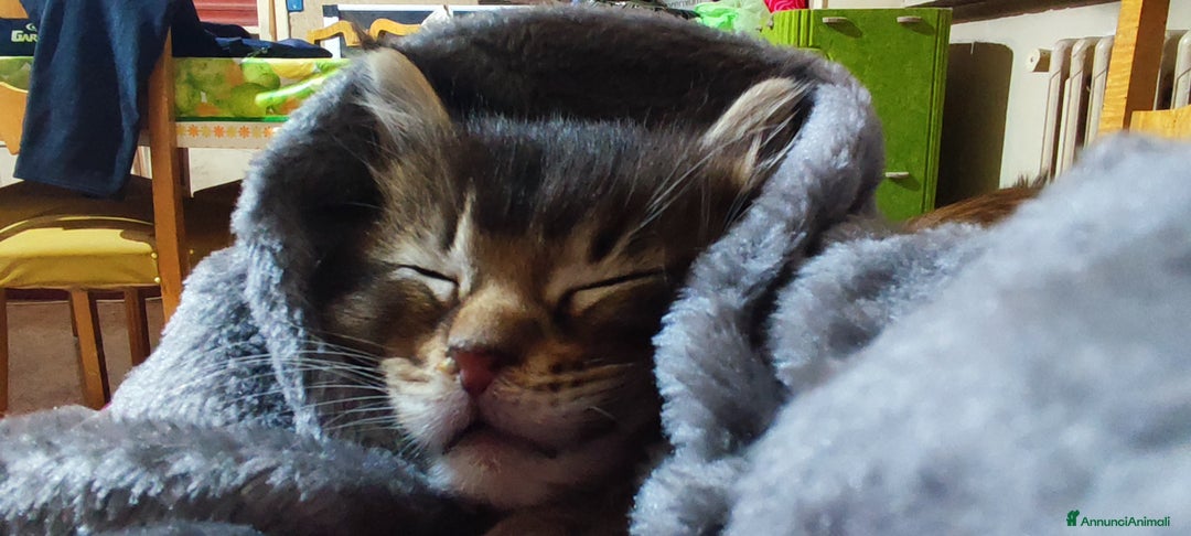 Maine Coon gatti in vendita: Coppia di Maine coon  - Annuncio 10