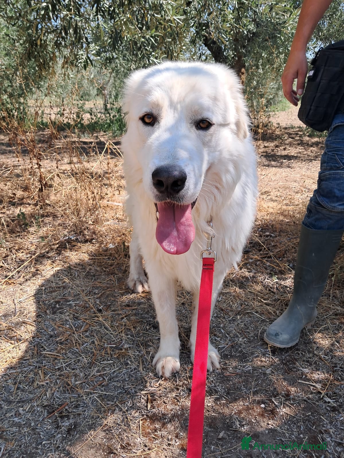 Meticcio cani ORSETTO CERCA CASA  - Annuncio 8