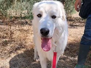 Meticcio cani ORSETTO CERCA CASA - Annuncio 18