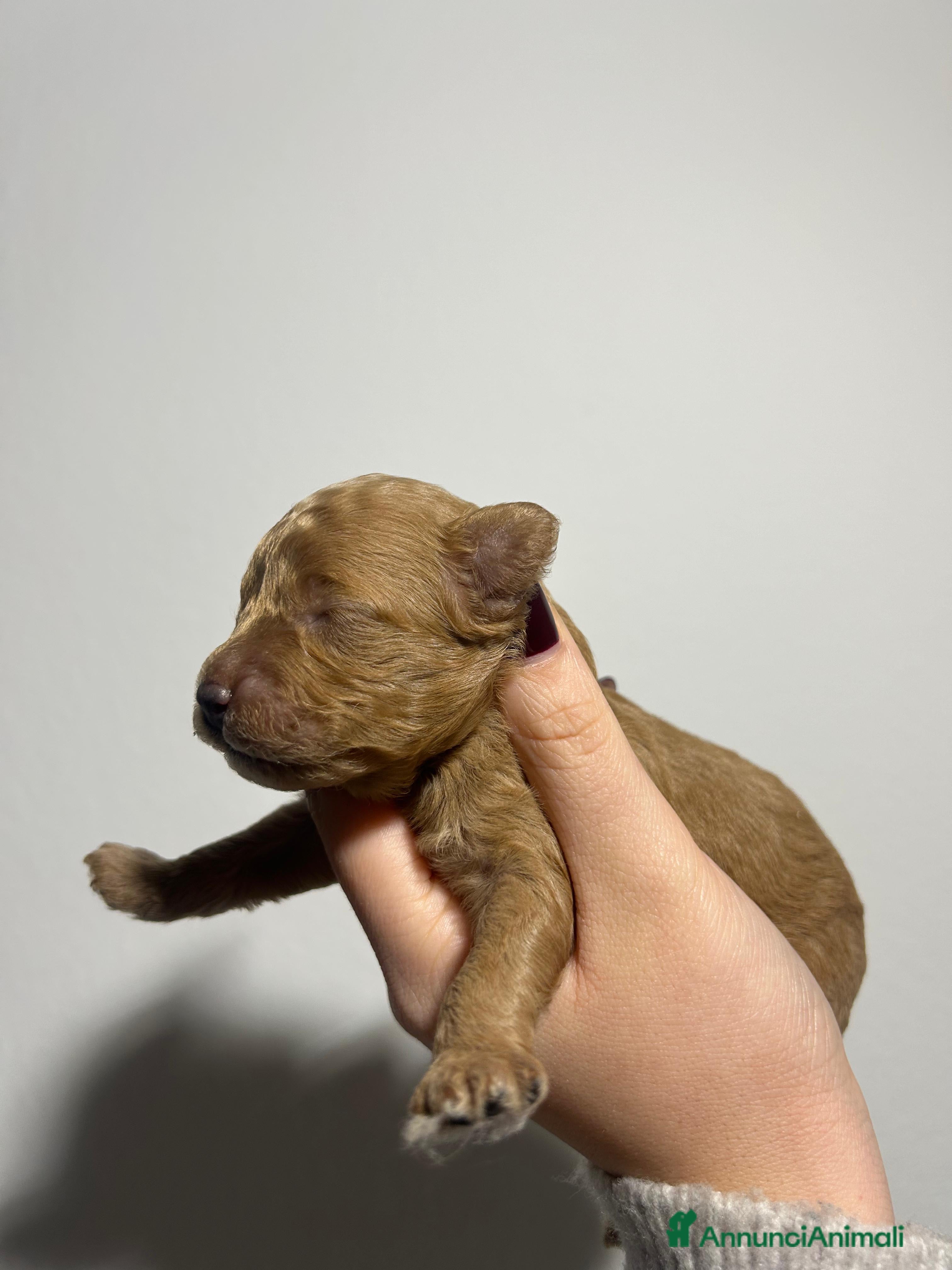 Barboncino Toy cani Barboncino fulvo maschio  - Annuncio 2