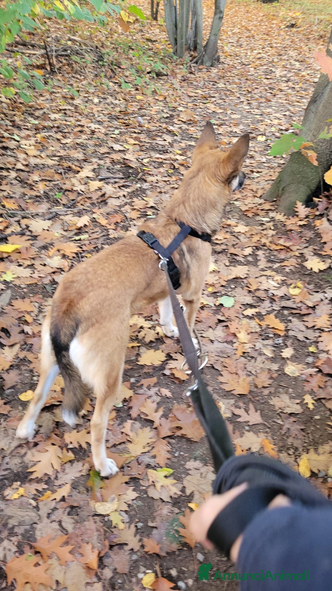 Meticcio cani in regalo: Splendida Lupetta ANAIS a Città metropolitana di Milano - Annuncio 2