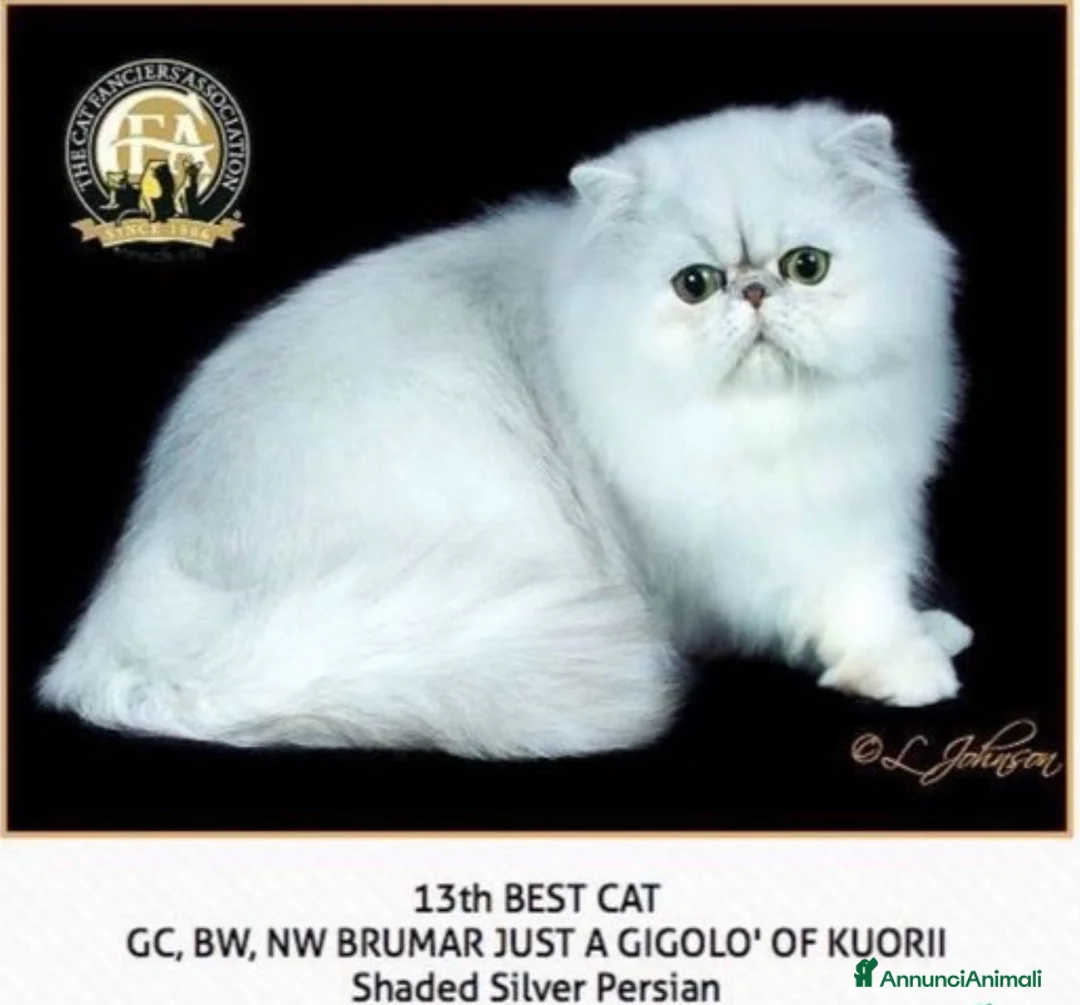 Immagine della galleria {{count}}