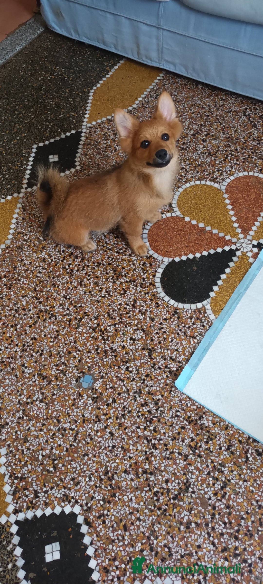 Volpino Italiano cani in vendita: VOLPINI MIX a Città Metropolitana di Genova - Immagine 3