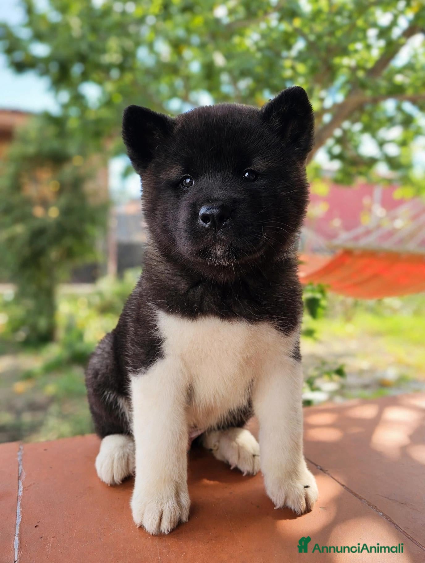 Akita Americano cani in vendita: Splendido maschietto di akita americano  - Annuncio 6