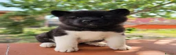 Akita Americano cani in vendita: Splendido maschietto di akita americano  a Città Metropolitana di Napoli - Annuncio 1
