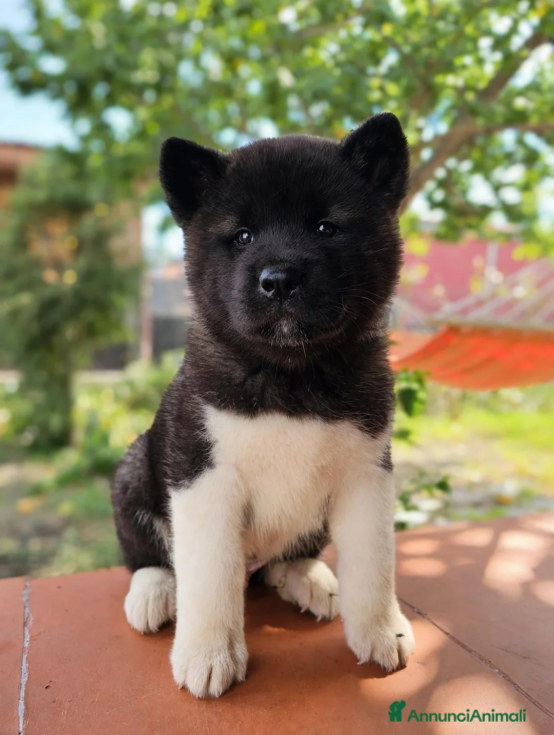 Akita Americano cani in vendita: Splendido maschietto di akita americano  a Città Metropolitana di Napoli - Annuncio 1