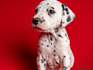 Dalmata cani CUCCIOLI DALMATA con PEDIGREE Veneto - Annuncio 32